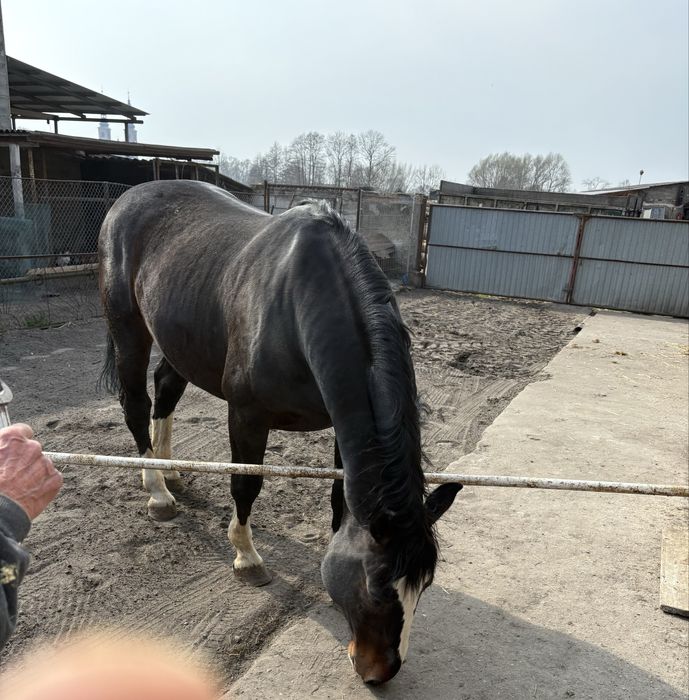 Koń szlachetny, ogier 6lat