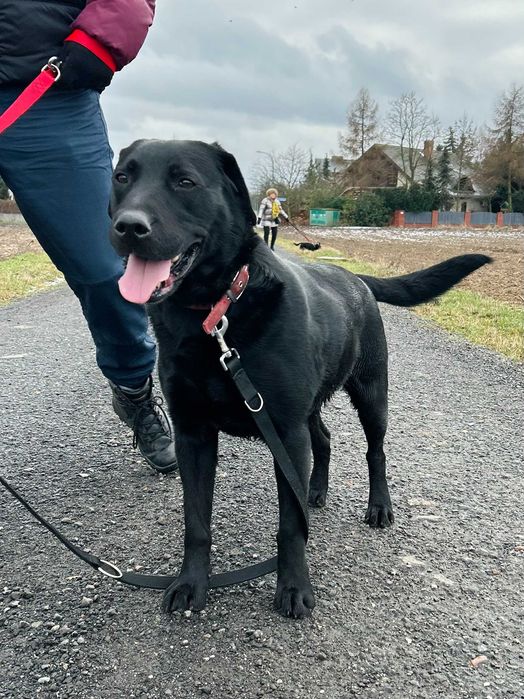 Elvis czarny labrador pies do adopcji Kalisz Poznań Wrocław Łódź