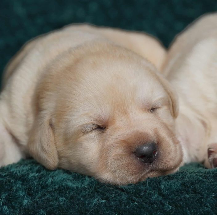 Labrador Reriever FCI ZKwP - BISZKOPTOWY PIES - szczenię