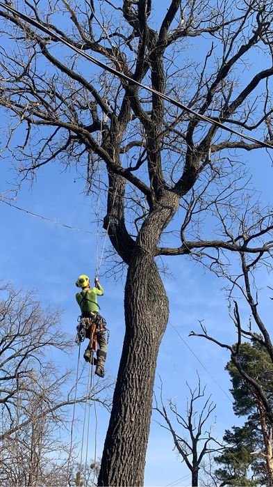 Зрізання дерев,Спил,Кронування,Валка,Корчування,Видалення дерев