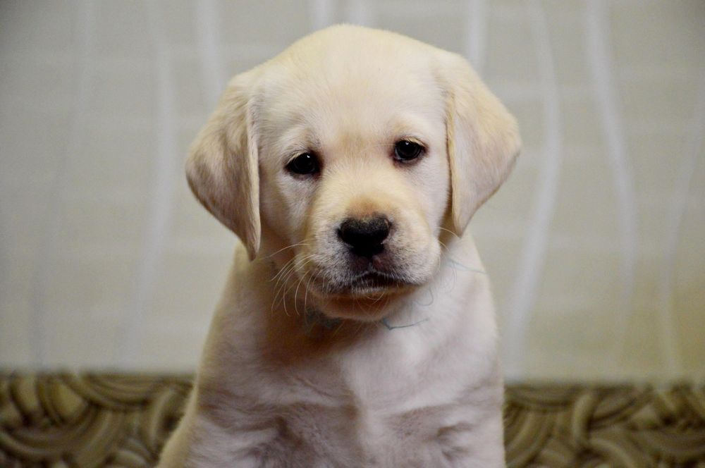 Цуценята лабрадор ретривер!