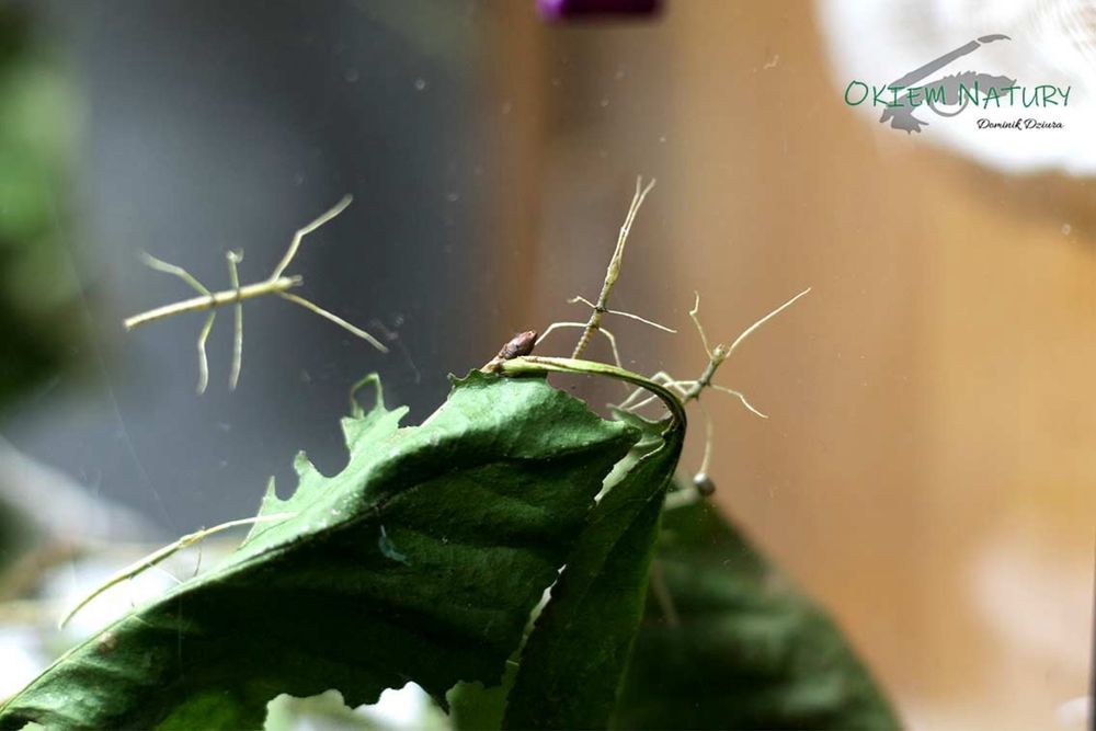 Male patyczaki