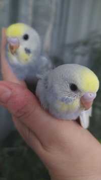 Волнистые попугаи, малыши радужные
