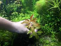 Ludwigia Repens Green. Bez CO2 !