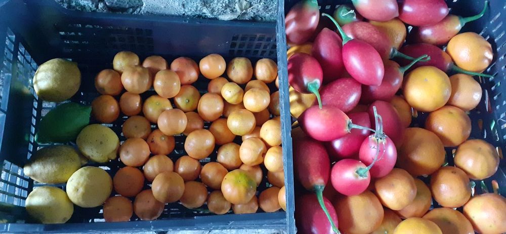 Vários Produtos biológicos: cogumelos silvestres e..
