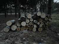 Drewno drzewo Brzoza Sosna