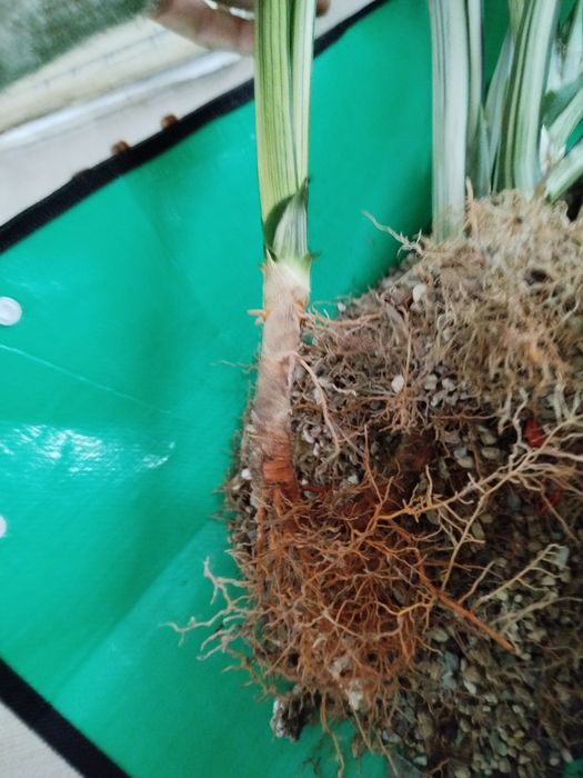 Сансевієрія Бентель сенсейшн, сансевиерия, сансев'єра.