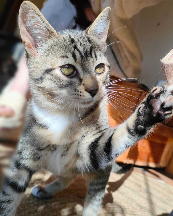 Przygarnij mnie,  jestem spoko kotek