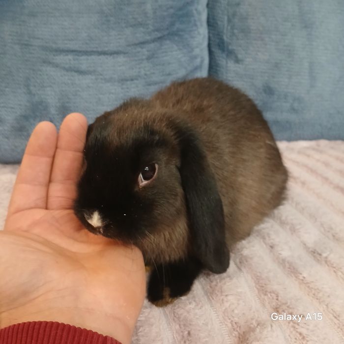 Króliczeki miniaturki mini lop (baranek )