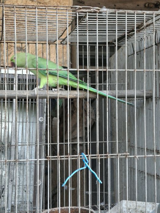 Aves para  trocar