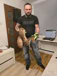 Wąż, samica Hypo het albino