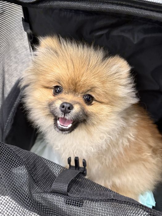 Piekna suczka pomeranian, szpic miniaturowy