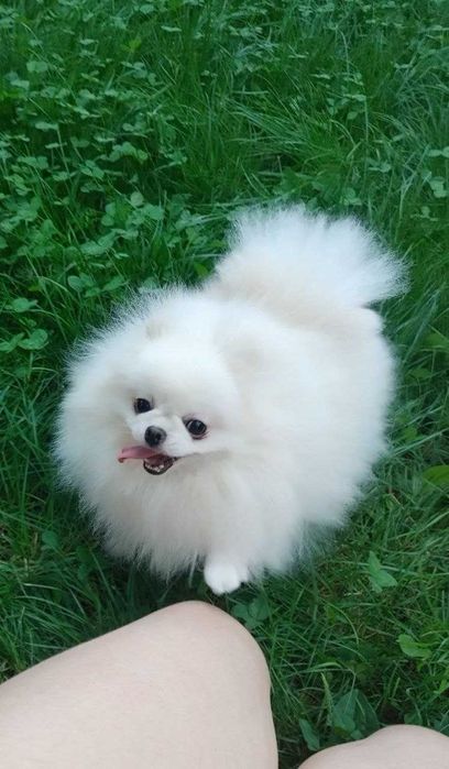 Померанская молоденькая самочка в размере мини, 19,5 см рост в холке