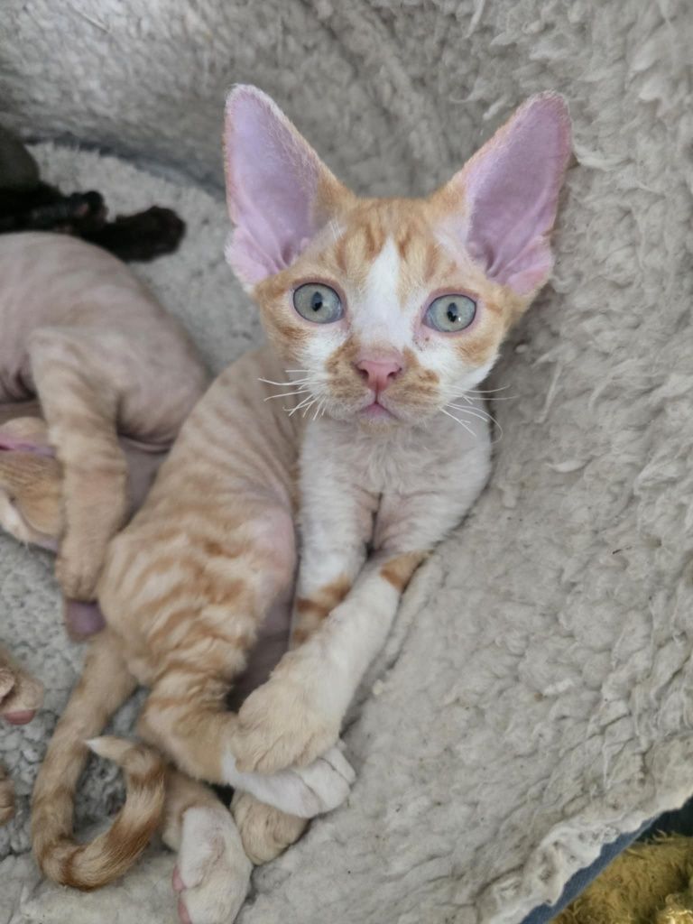 Devon rex FPL Kocurek rudy