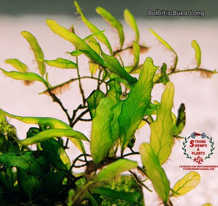 Bolbitis Buea Long Rarytas