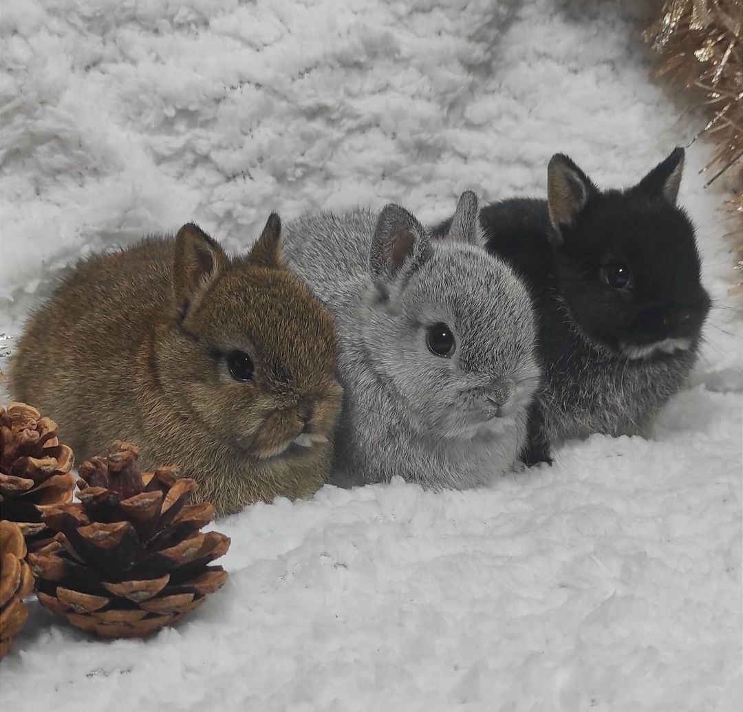 Coelhos anões bebés + gaiola nova + alimentação adequada Coelhinhos