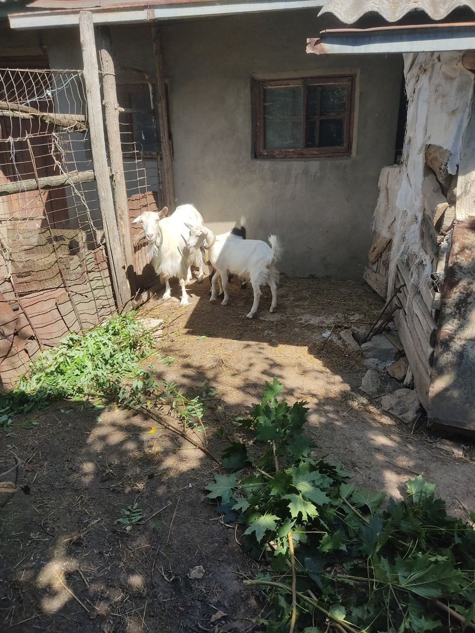 Продам козу і двох козенят шаргородський район