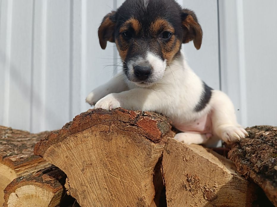 Привитая девченка Джек