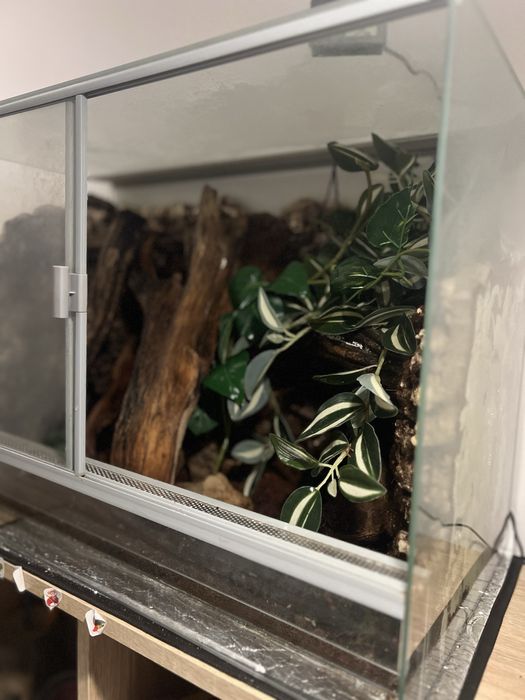 Samuec gekona orzesionego z teraruim.