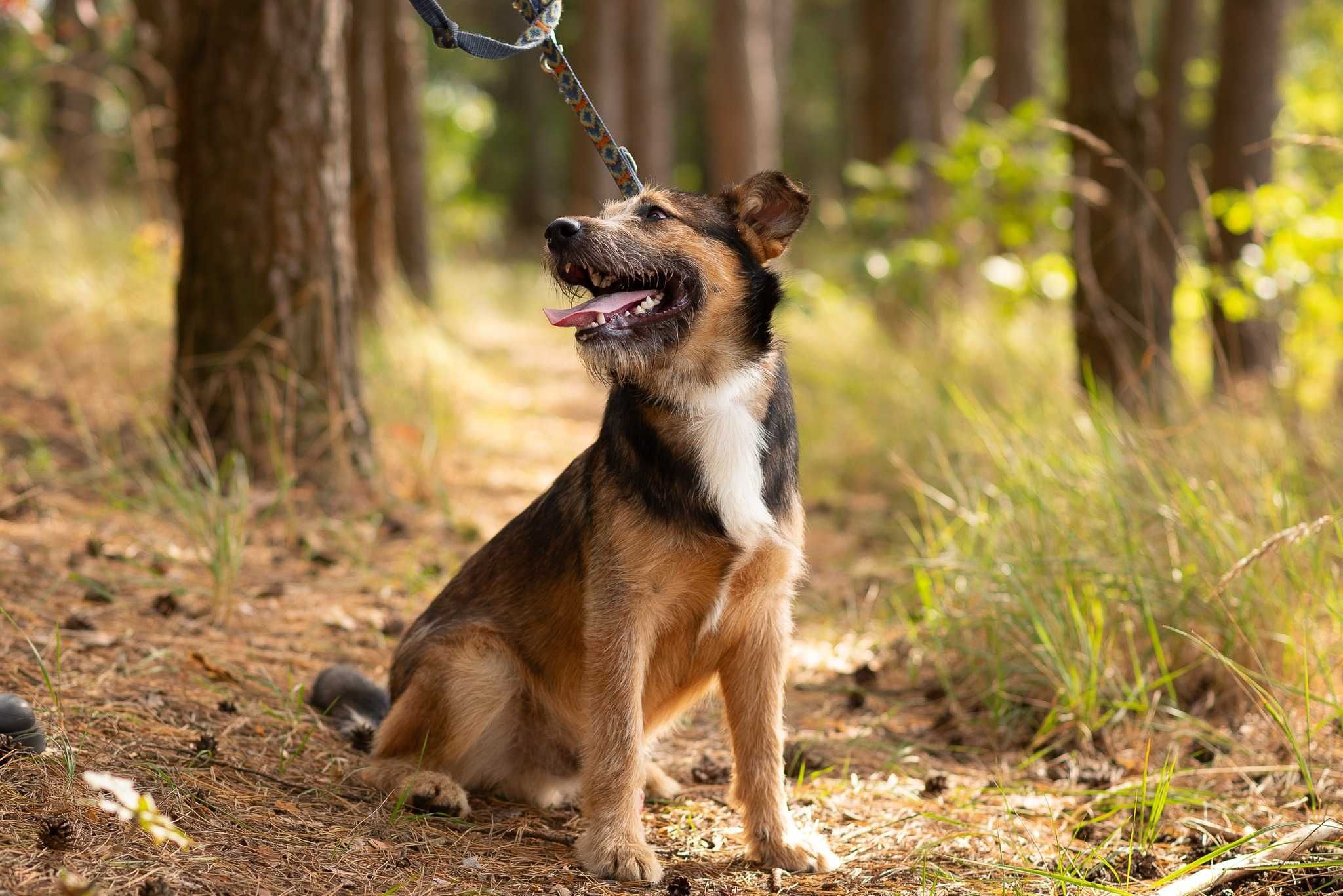 Czilter – idealny pies dla aktywnych