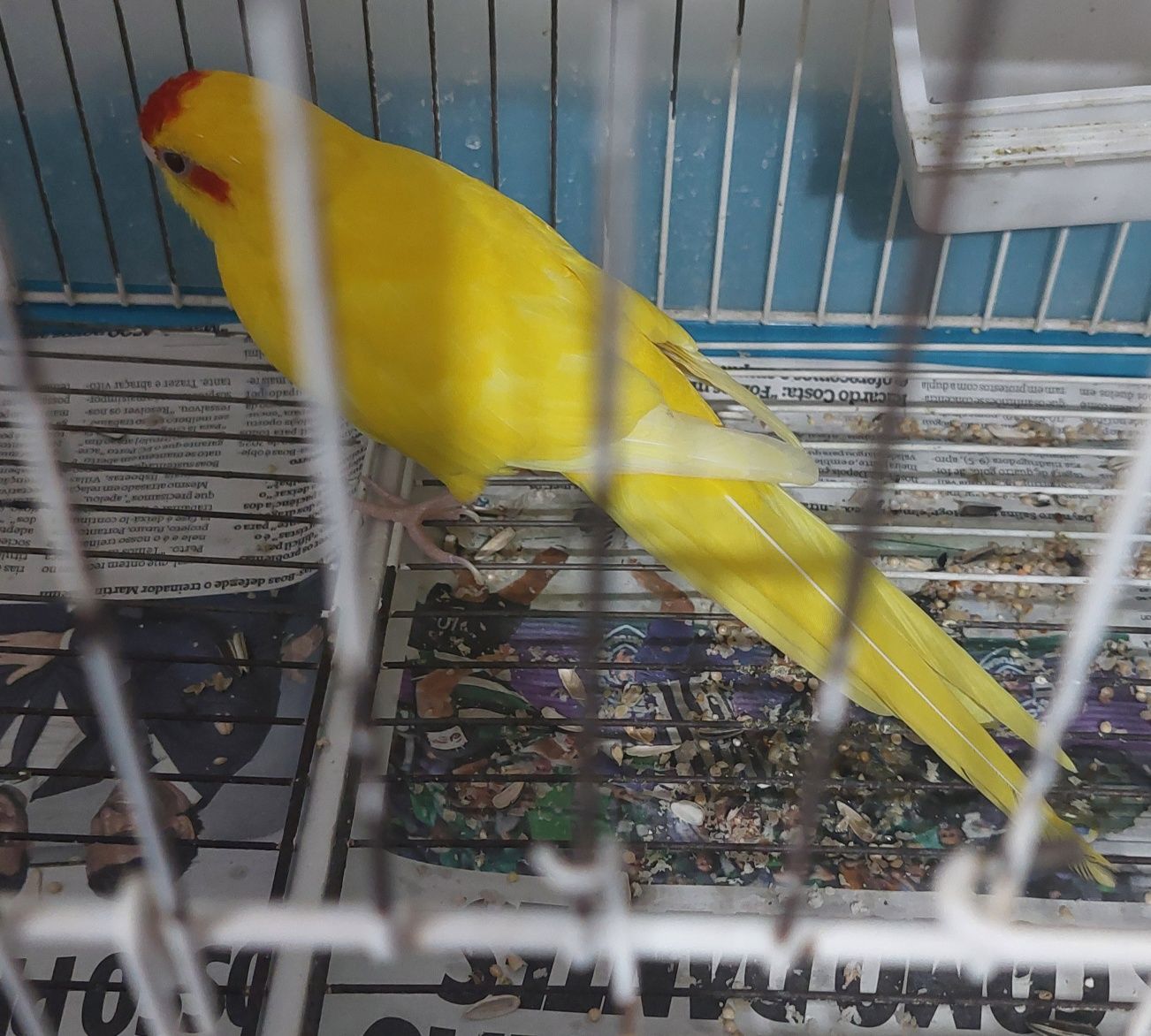 Kakariki Macho 2021