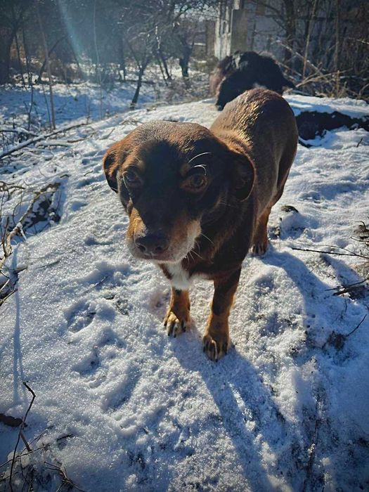 Віддам собаку в добрі руки