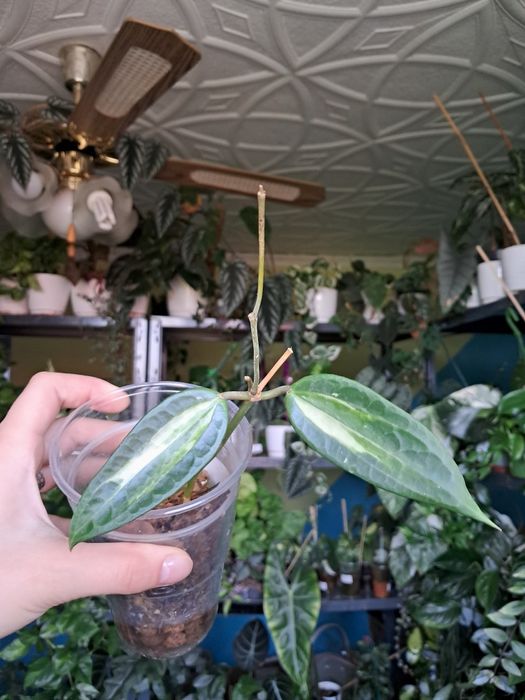 Hoya macrophylla pot of gold hoja ukorzeniona
