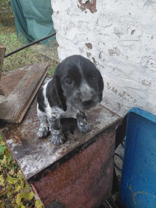 Цуценята спанієль