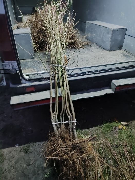 Продам саджанці Персика