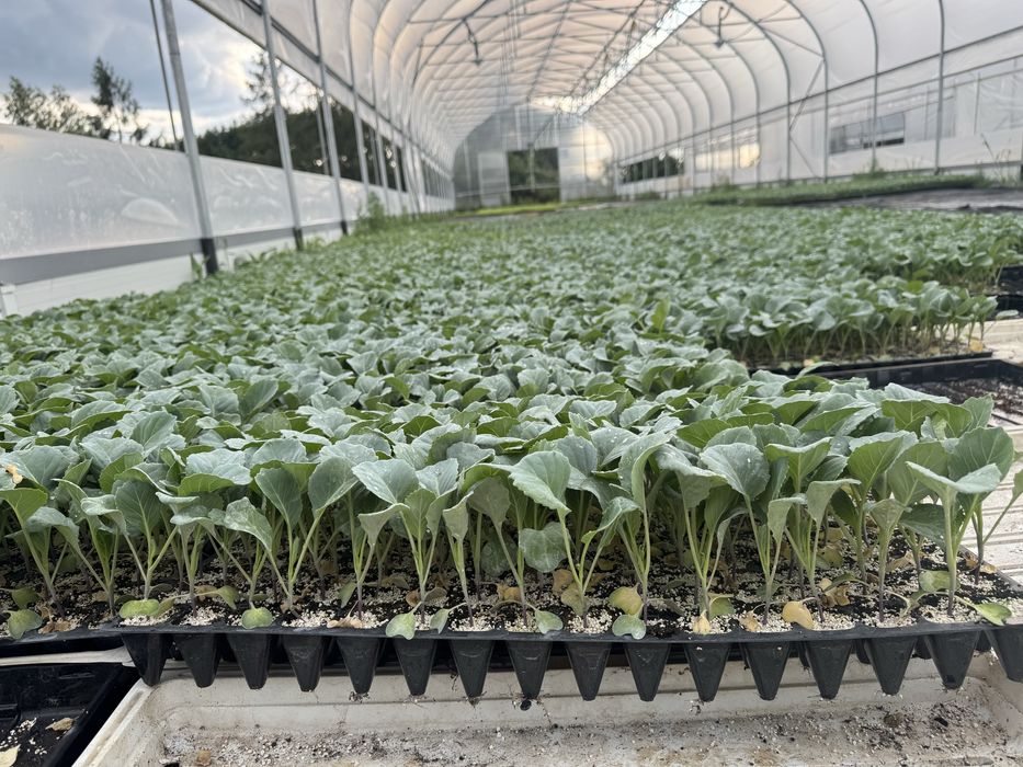 Sadzonki / Rozsada Warzyw , SELER POR KAPUSTA Pomodor Papryka