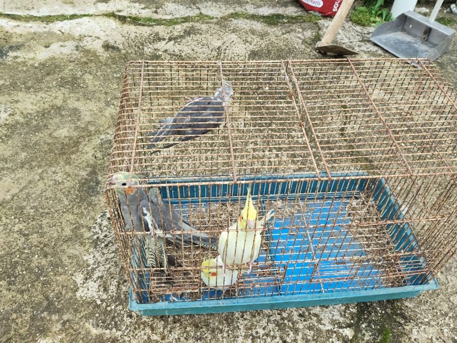 Vendo caturras com 6 meses.