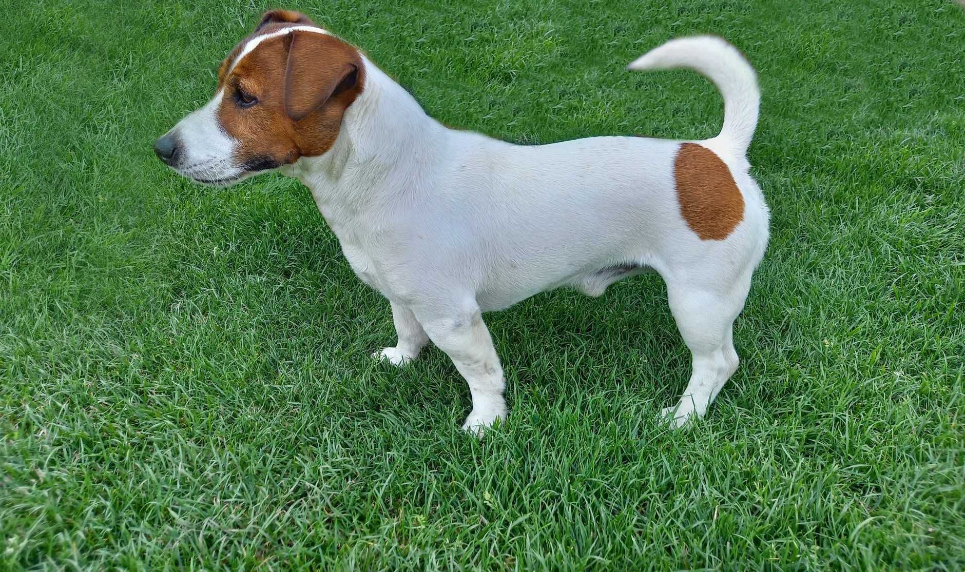 Jack Russell Terrier FCI / ZKwP zapowiedź miotu sierpień (szczeniak)