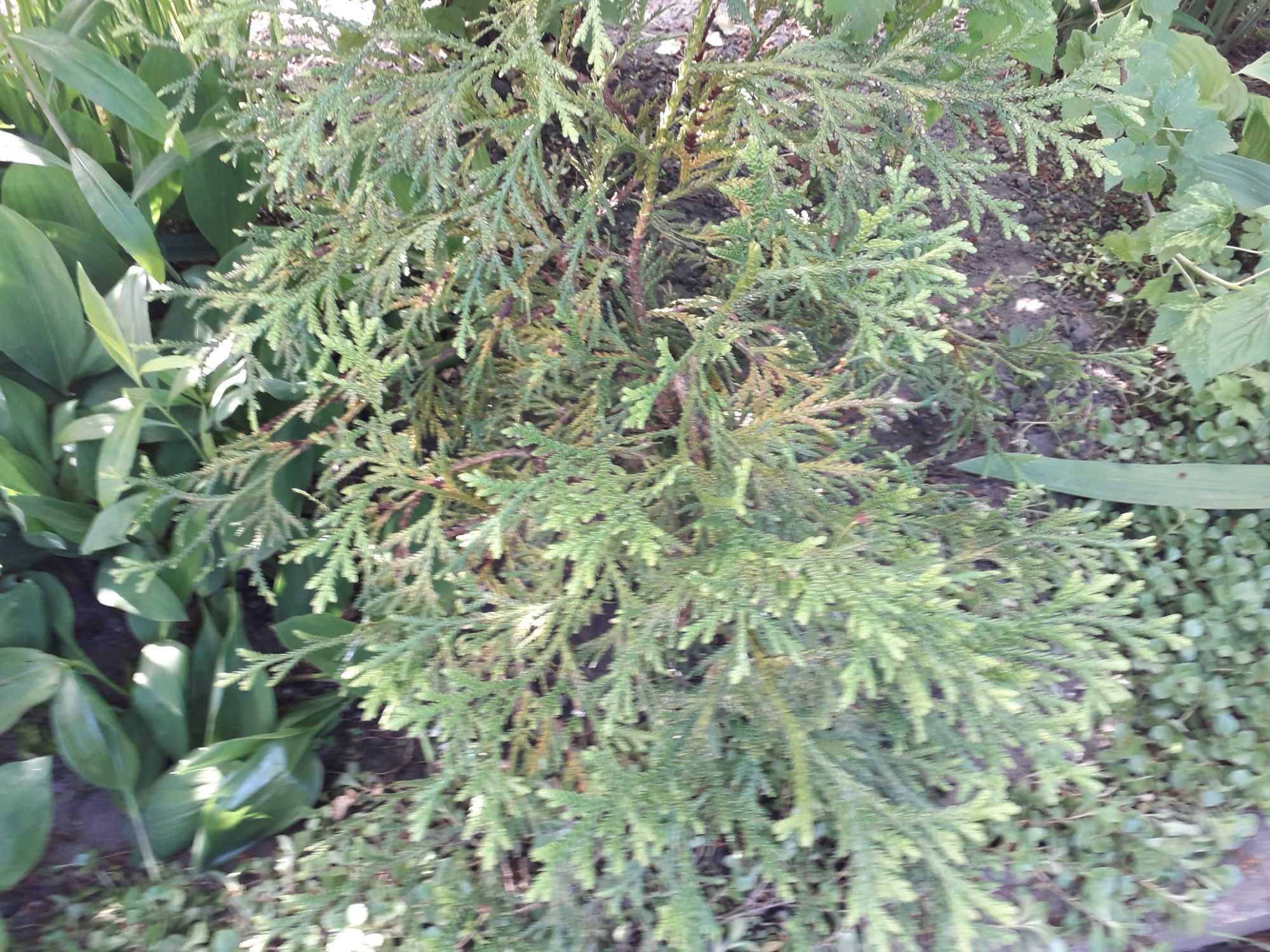 Cisy, jałowiec, bonsai, trzmielina, hibiskus, bez japoński trawa ozdob