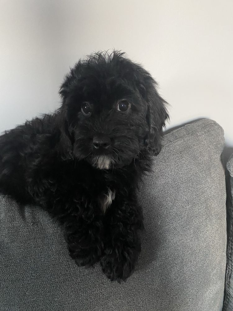 Cavapoo piesek gotowy do odbioru