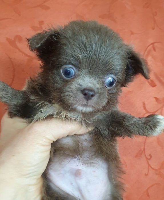 Лиловый длинношерстный  мальчик чихуахуа