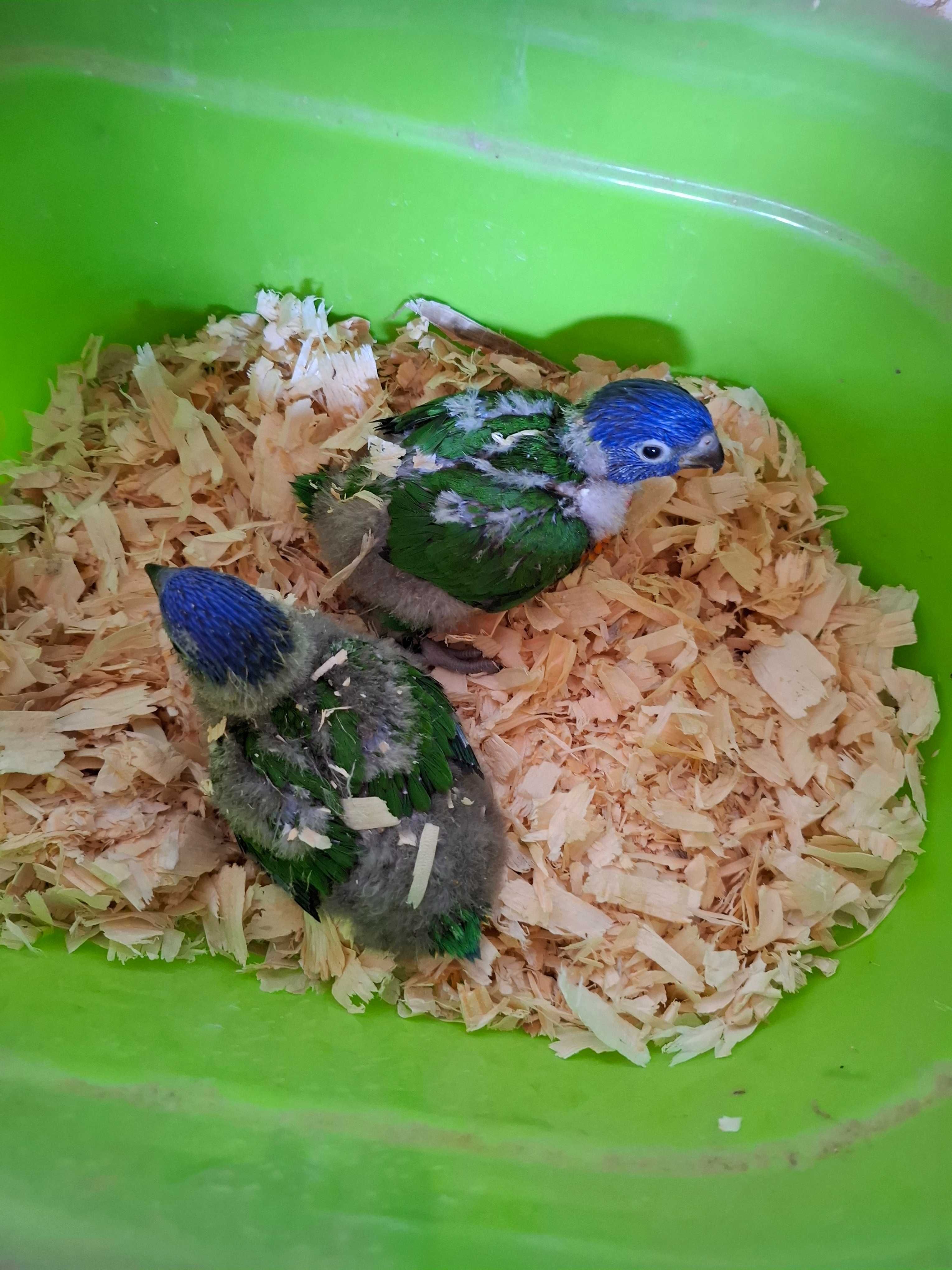 1 loris maluccanus para criar a mao disponível
