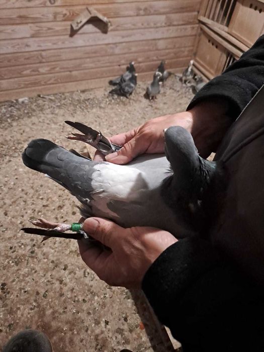 Sprzedam 4 do 5 gołebi z  super pochodzeniem Polecam