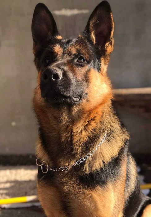 Вівчарки з розплідника, цуценята