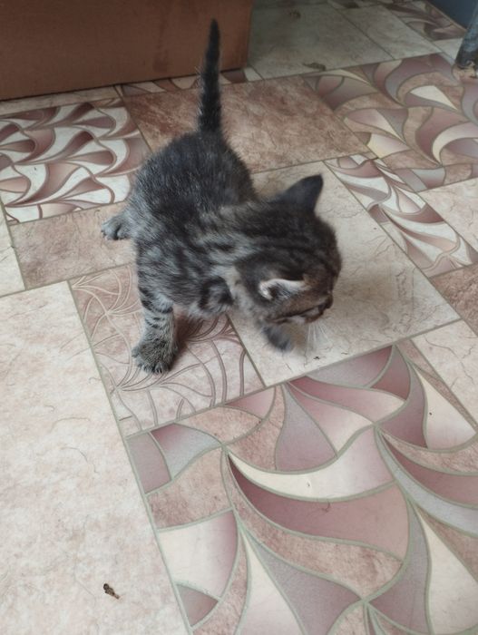 Маленькі пухнастики