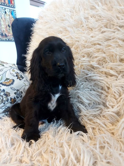 Cocker Spaniel Angielski