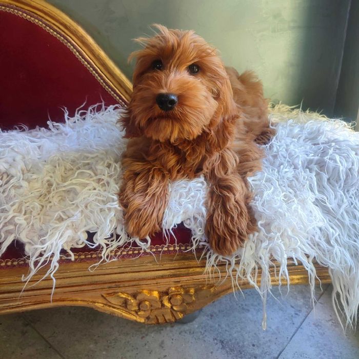 Cockapoo > Cocker Spaniel & pudel > dostępny ostatni  piesek  .