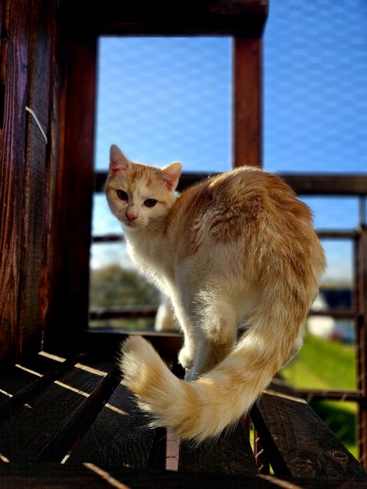 Lordzik kot kociak biało rudy capuccino kocurek piękny