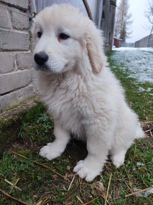 Szczeniak Owczarka Podhalańskiego