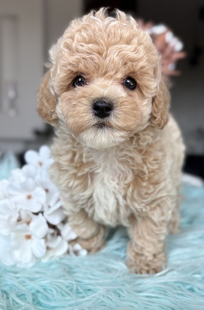 Maltipoo suczka Mini Mini