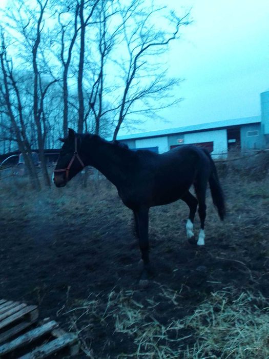 sprzedam zamienię wałach Leo