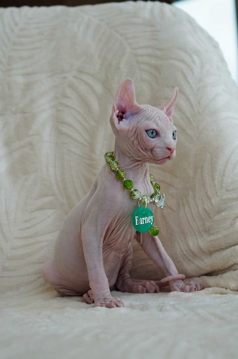 Барні хлопчик породи Ельф