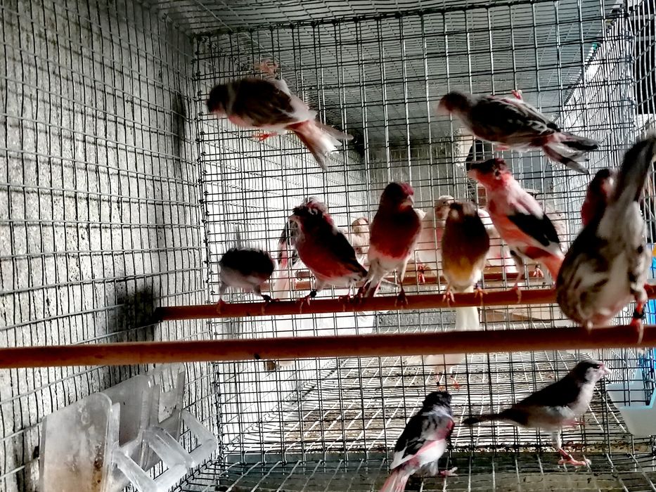 Canários Arlequim Português