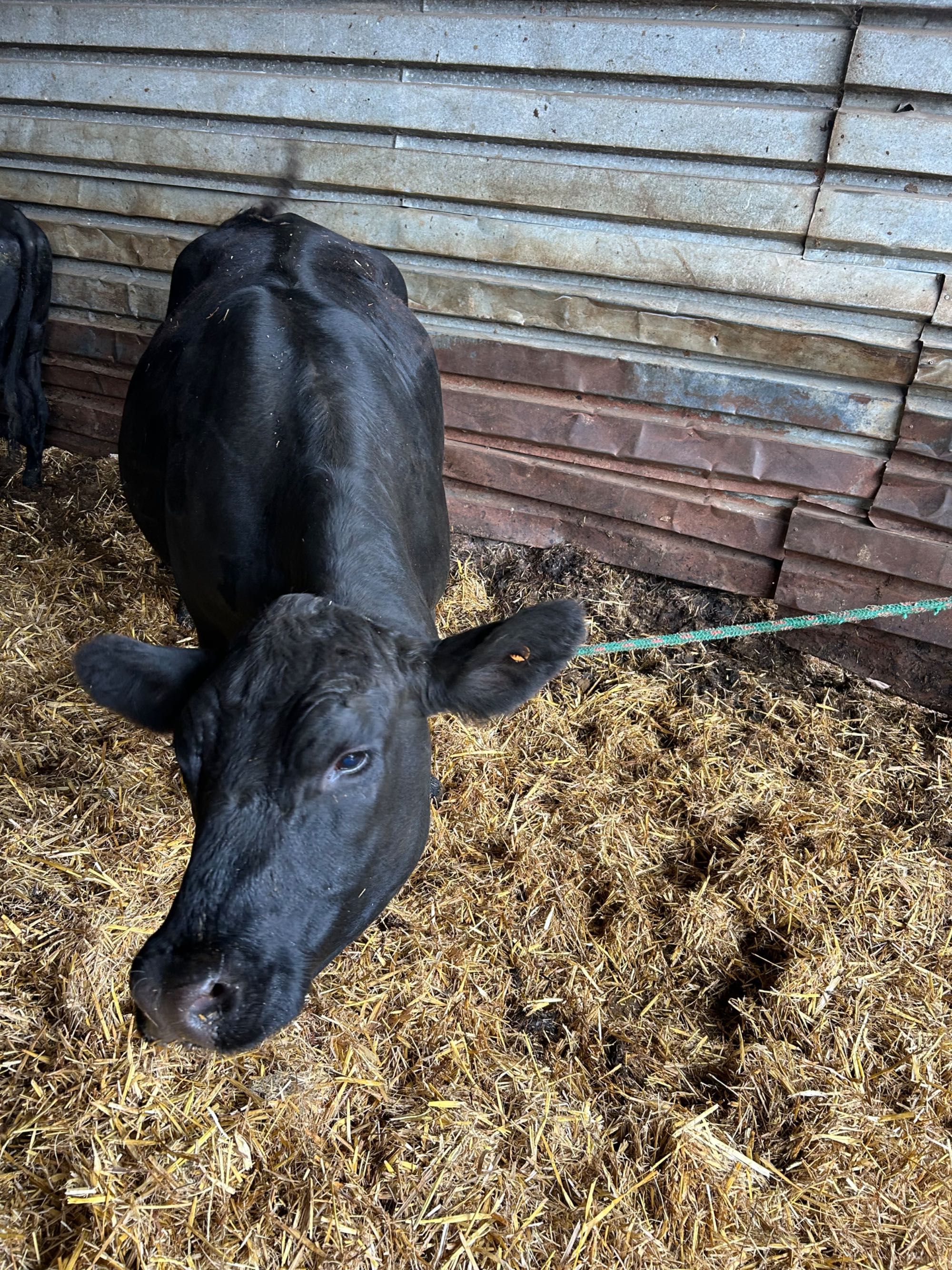 Krowa Angus wysokocielna