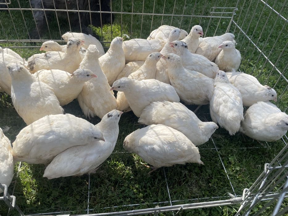 Jajka jaja, przepiórki texas