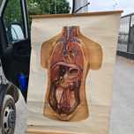 Poster de Anatomia do corpo Humano  vinteig